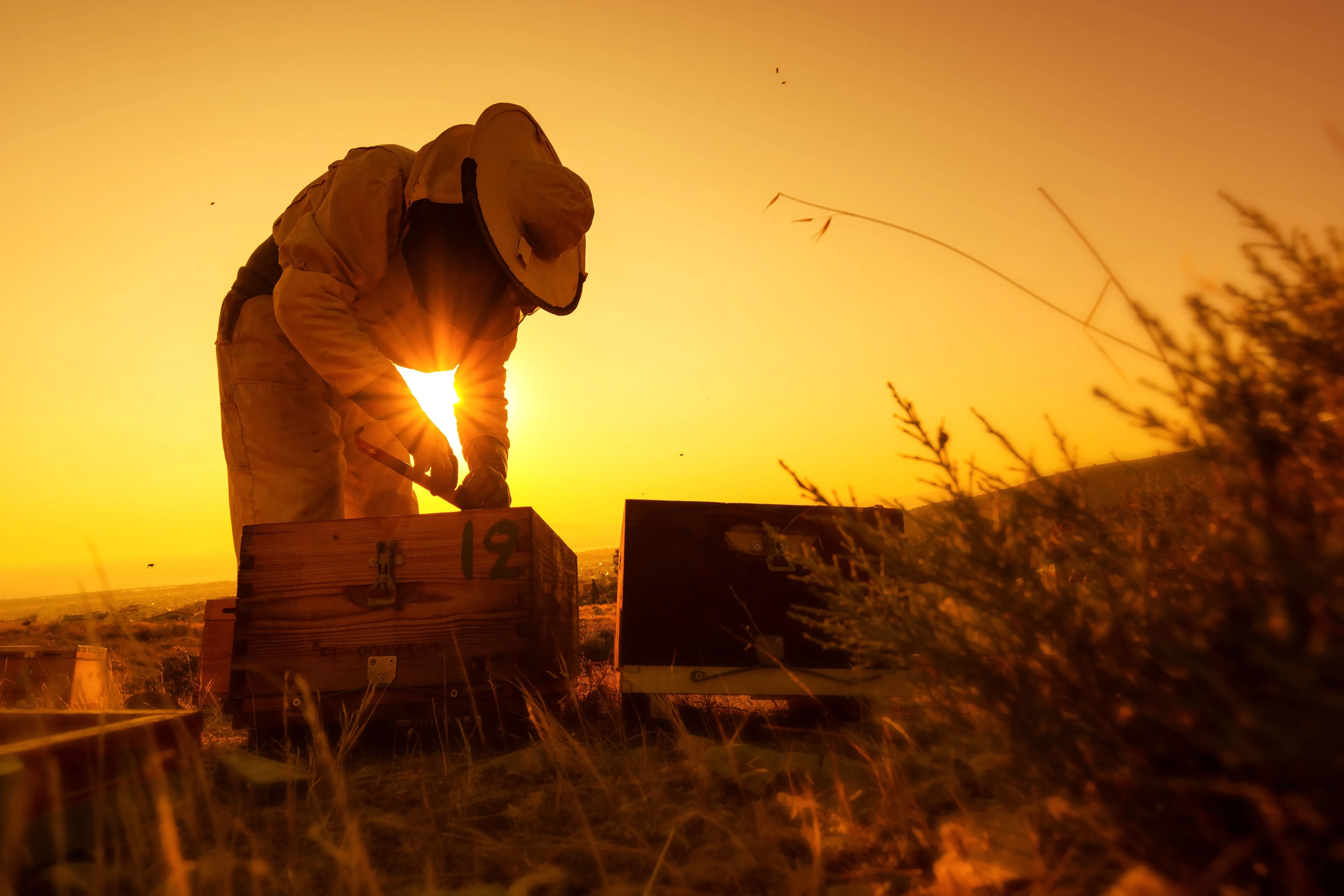 5_apivita_Billion Bees Program_Kokkolakis (6).webp